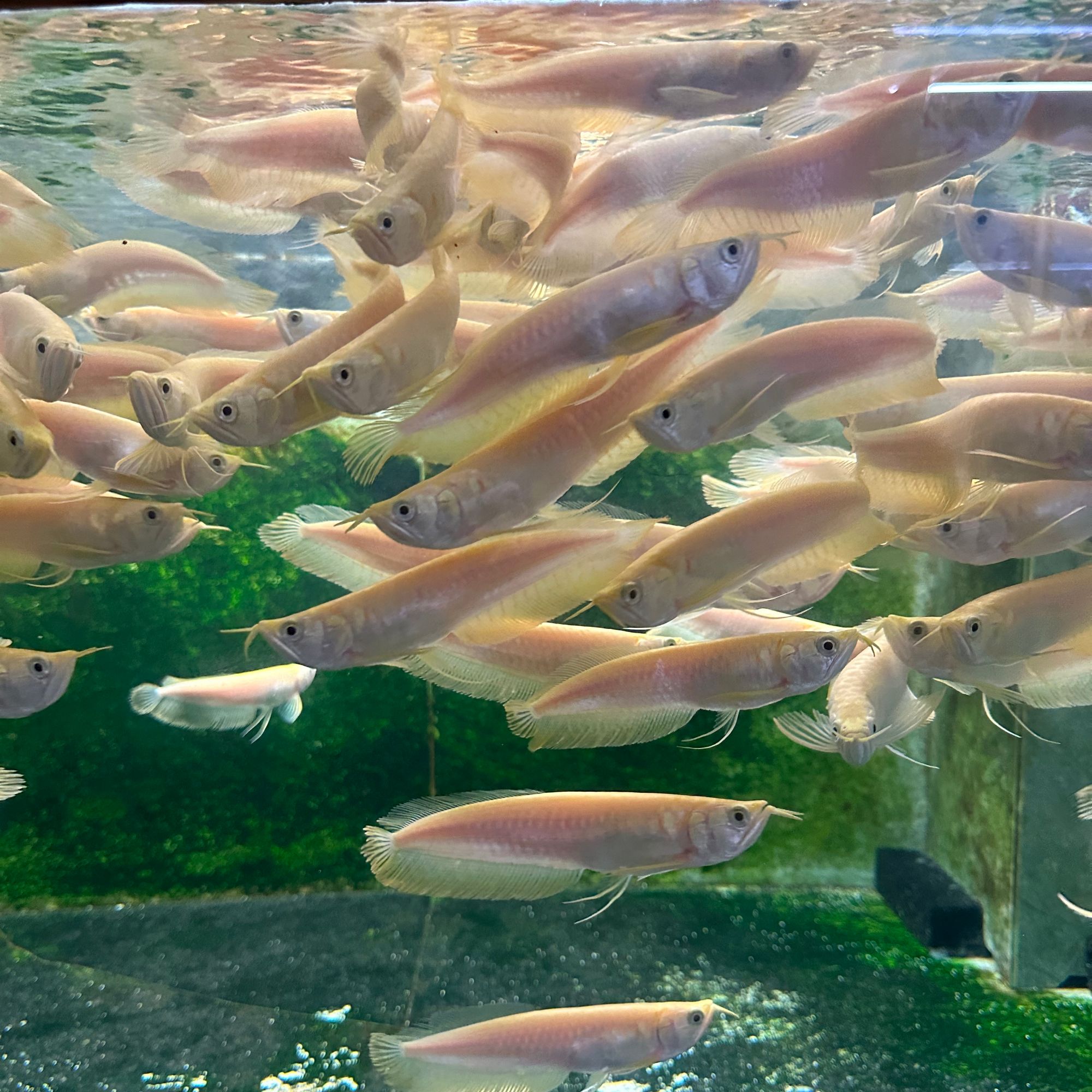 黄化银龙白子银龙