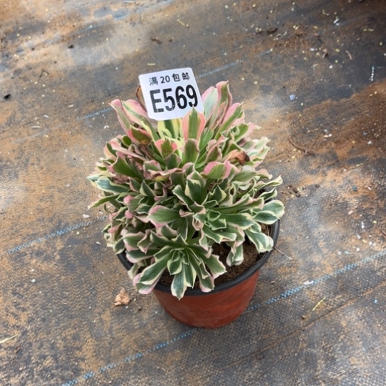 569雨花石不包断枝