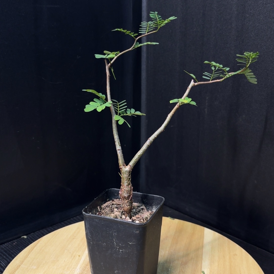 木 沙漠苏木小苗