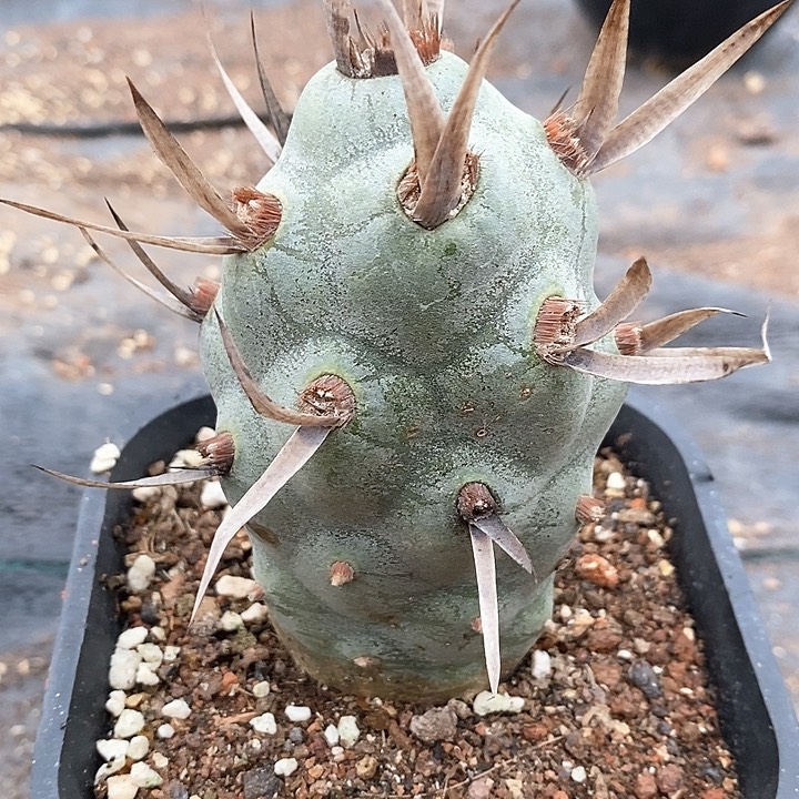 孤品自根巨型武藏野团扇仙人球6.4cm