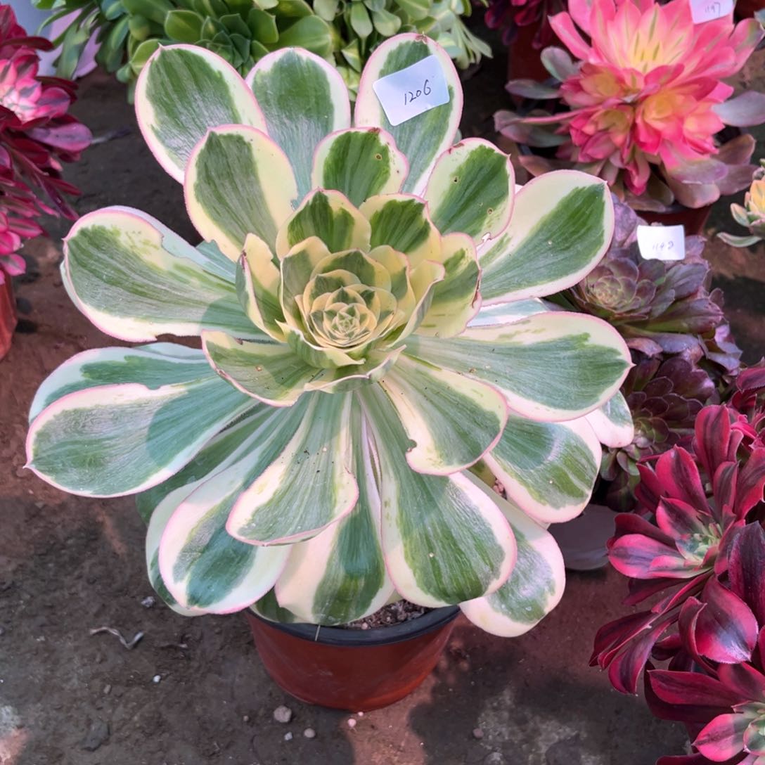 多肉植物燕姿1206