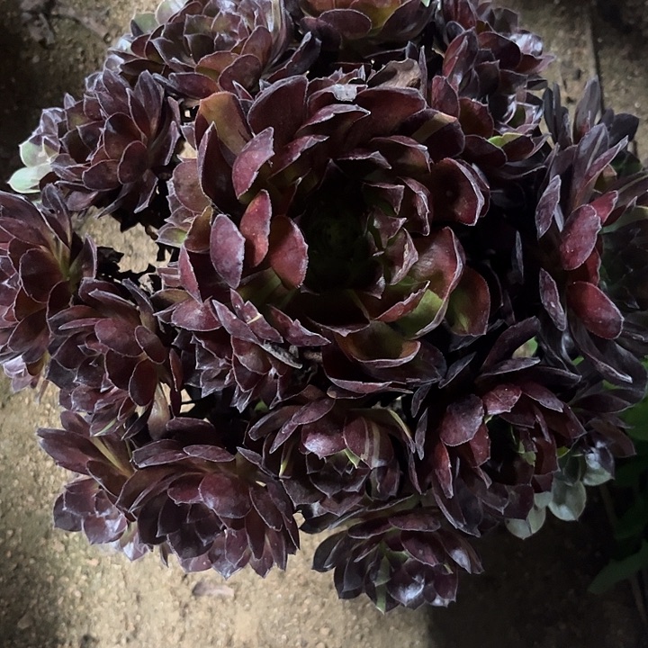 冲***冲多肉植物黑骑士锦…………