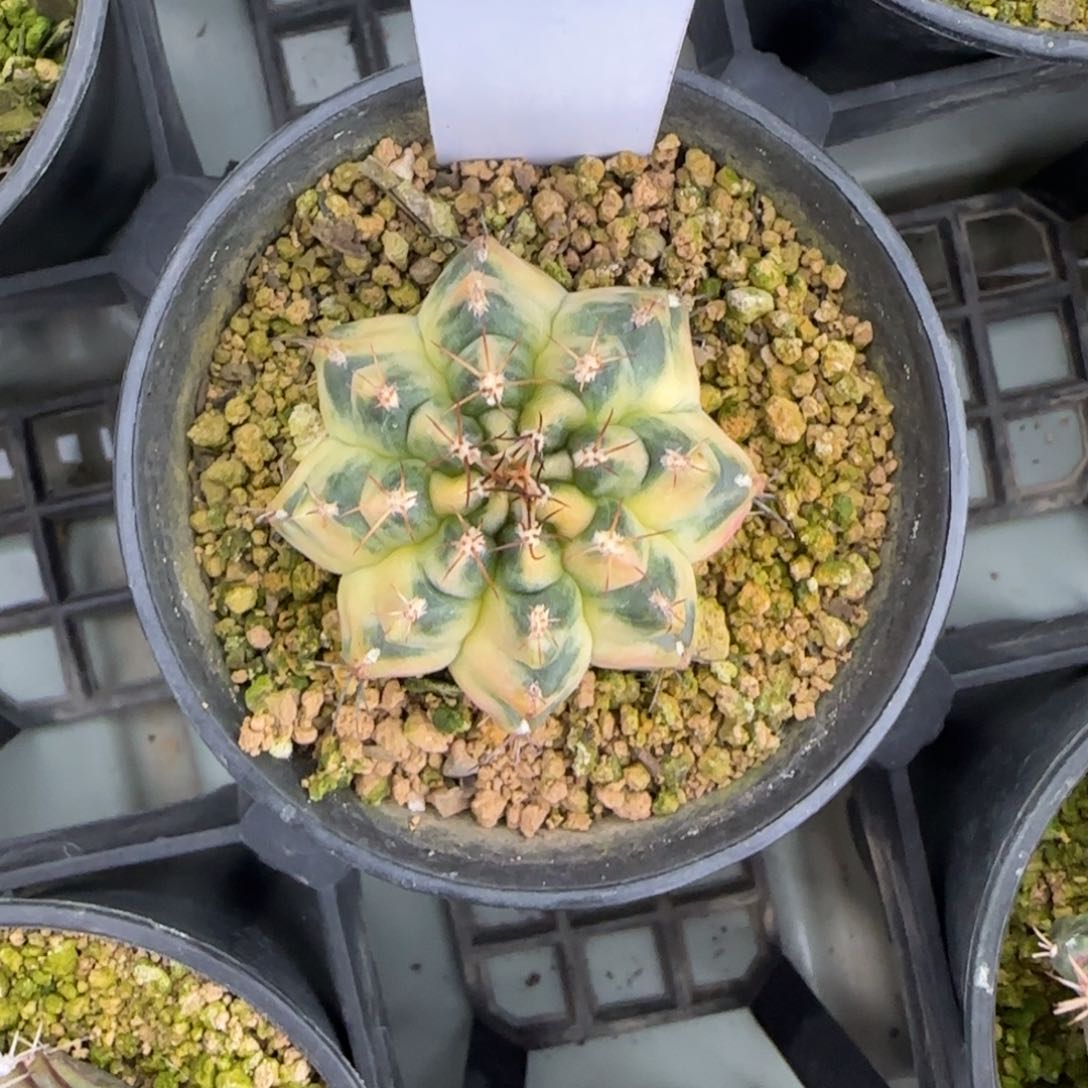 41-0304波西米亚脱土发多肉