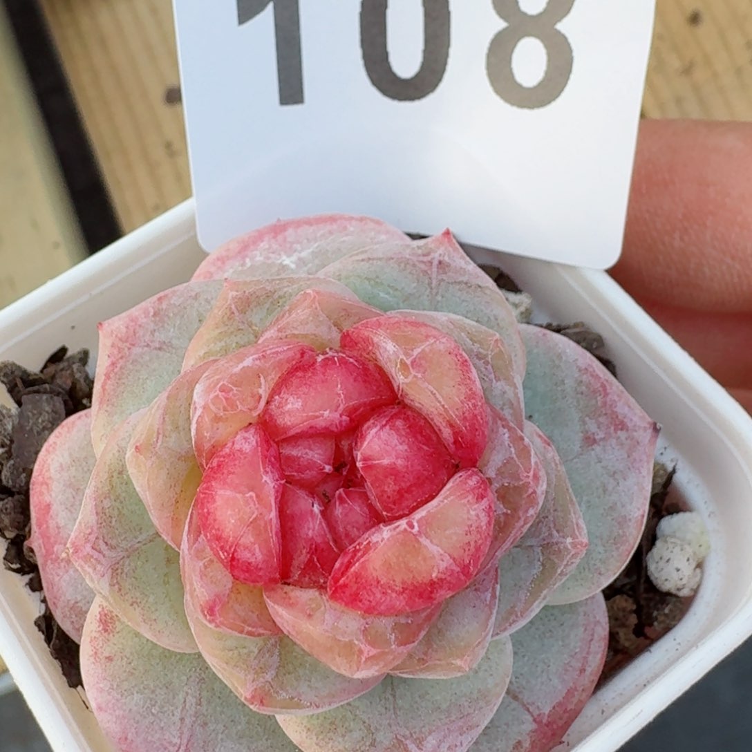 孤品         精品多肉