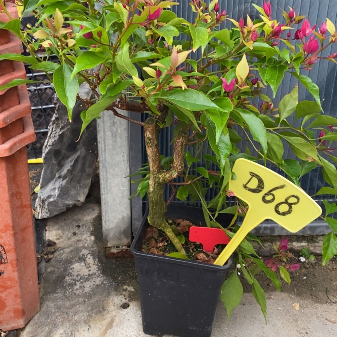 无花朵三角梅紫红桑巴D68