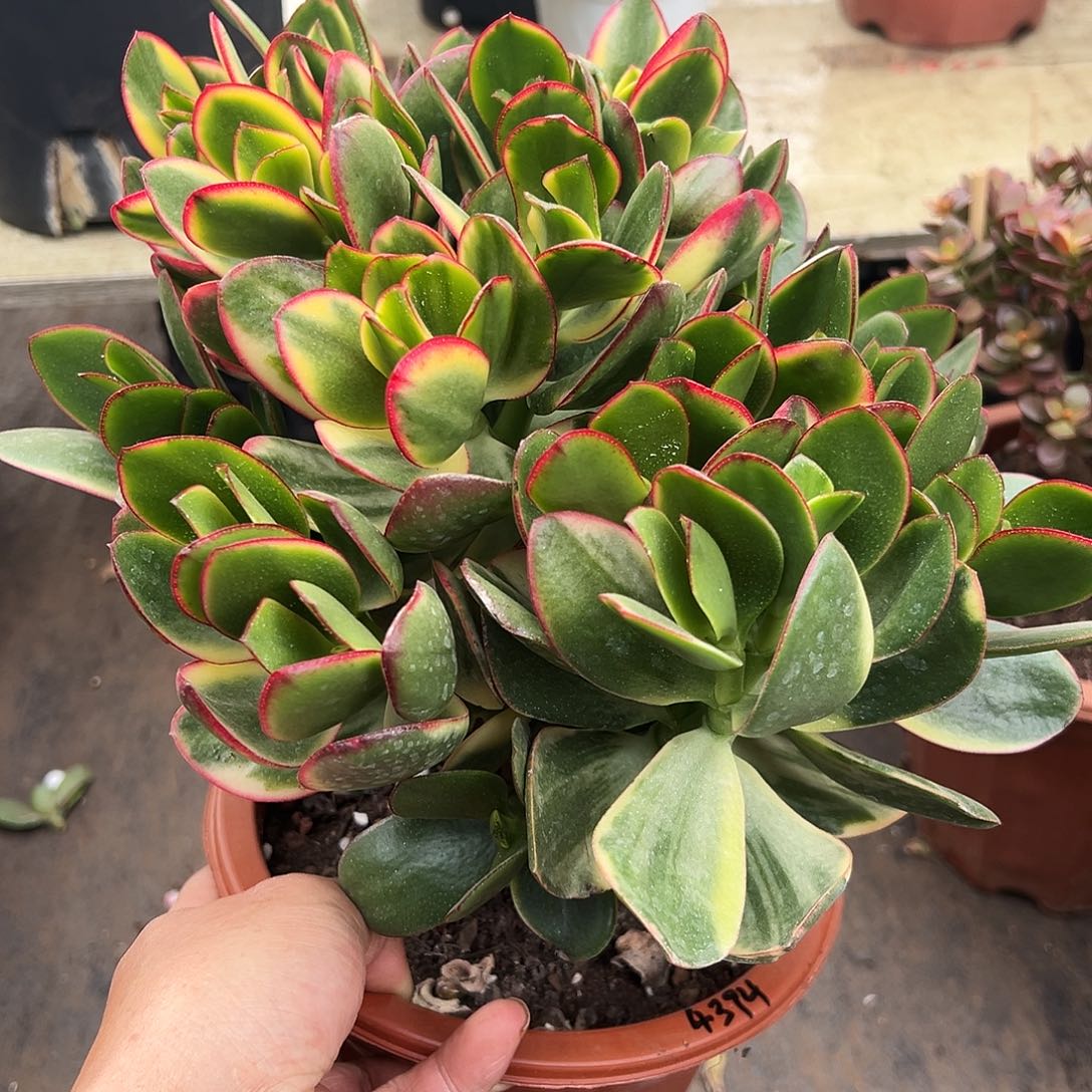 人***难稀有新花月锦带土球发货4394