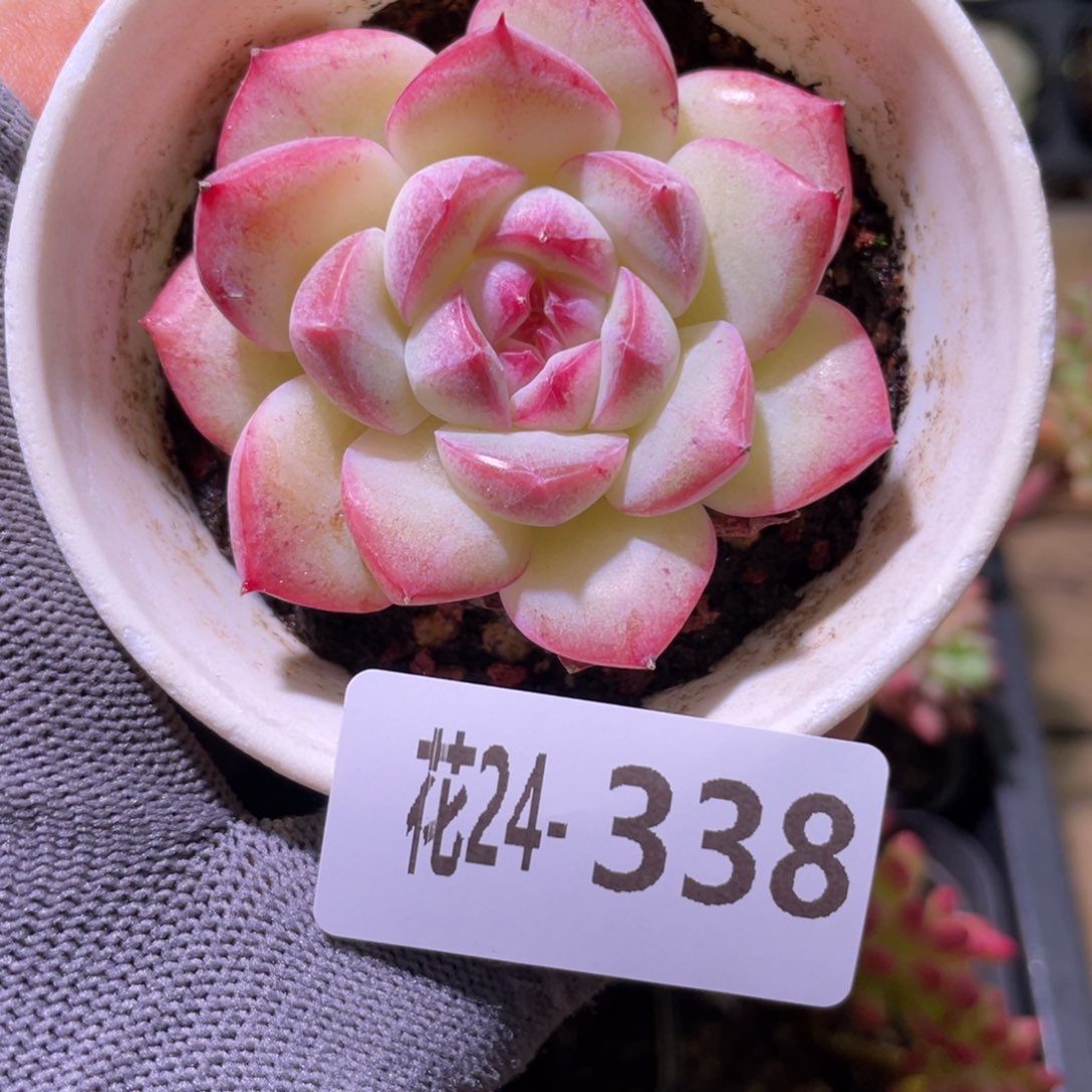 花利美24-338糖心新品