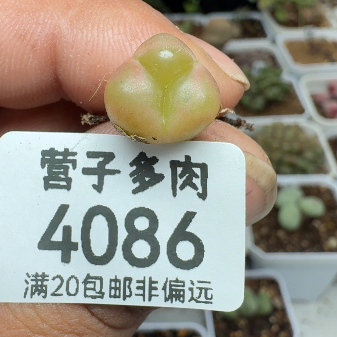 奔    毛                  