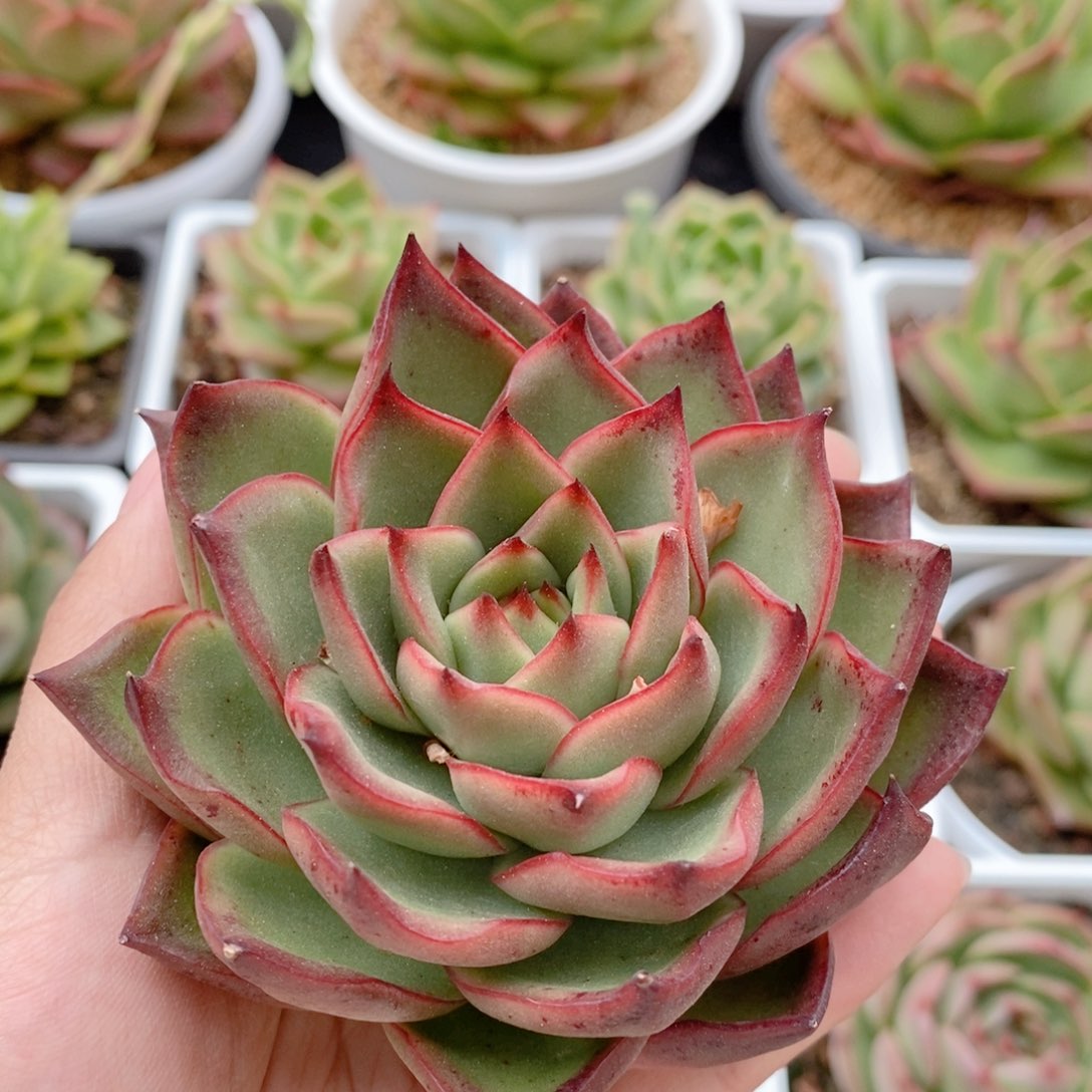 213 号东云系多肉植物