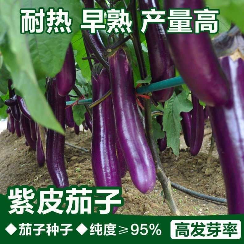 紫长茄种子紫红长茄籽四季农家紫皮茄子种籽抗病性强高产长茄子籽