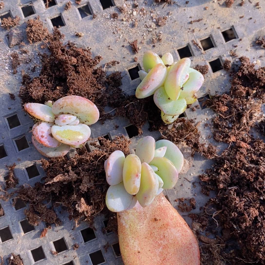 奶茶叶插苗2头20颗。