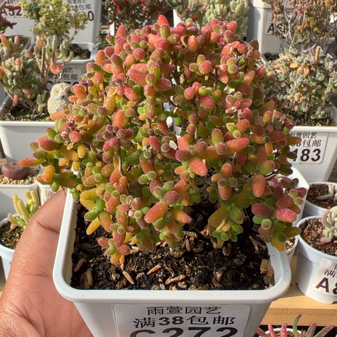 8-272枝干蜜橘小树七方盆老桩