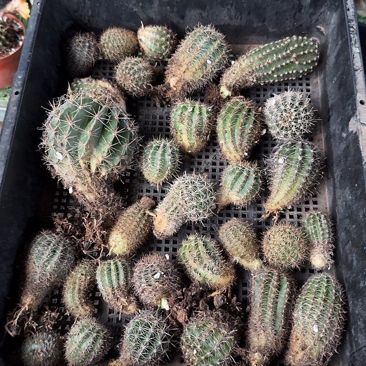 花***楼实生彩草侧芽一份，花色随机