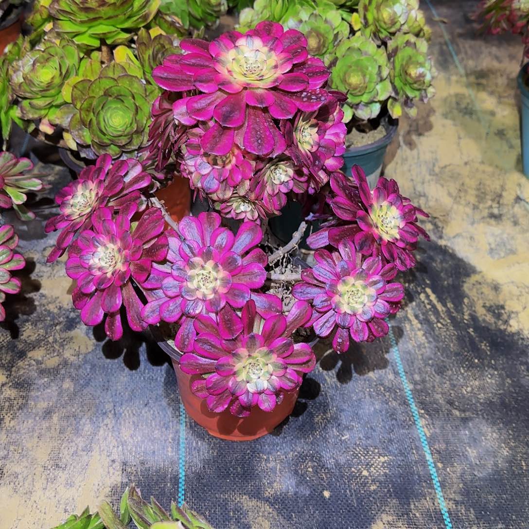 多肉植物美姬老庄