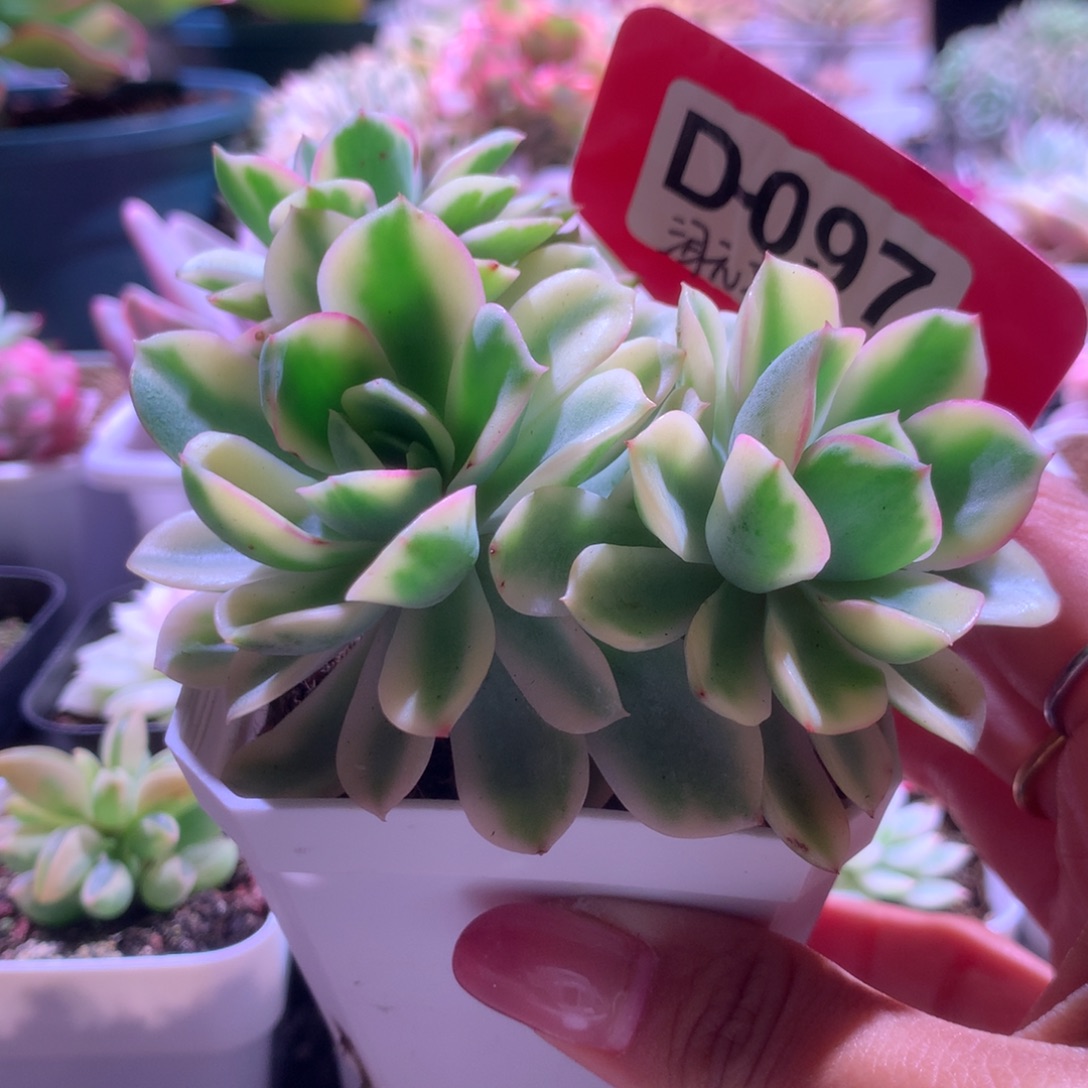 泪无痕群生覆轮锦有根