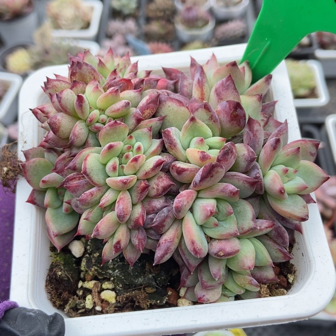 830拉糖缀多肉植物