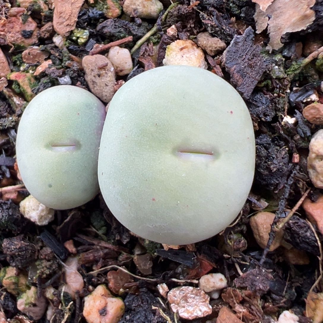 2.18好看的多肉279