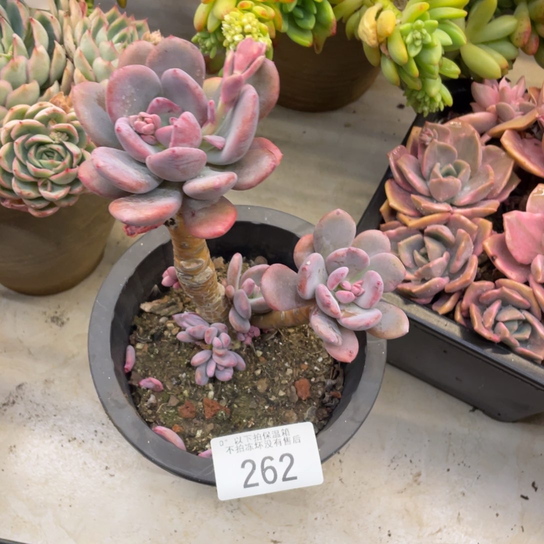 黑大帅多肉262灰姑娘