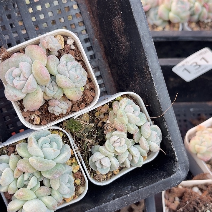 132 号到手1框一物一拍