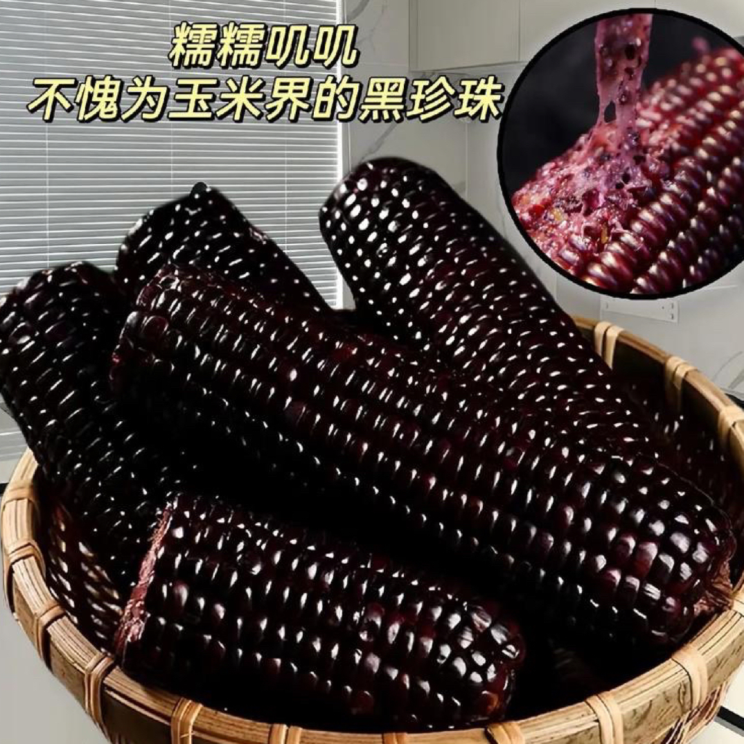 【8-10】根东北大棒蓝莓黑糯玉米微甜糯粘有口感富含花青素营养