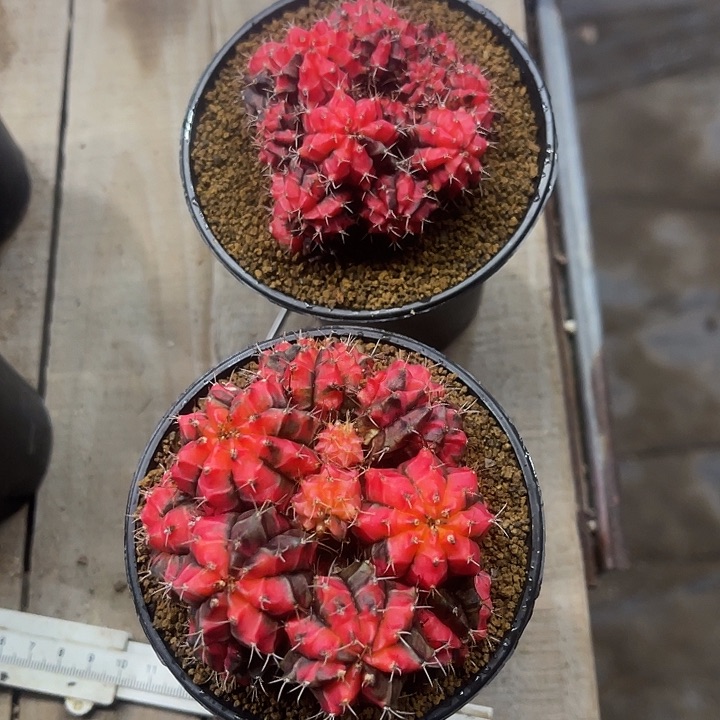 糖**骨仙人球好好看好漂亮90