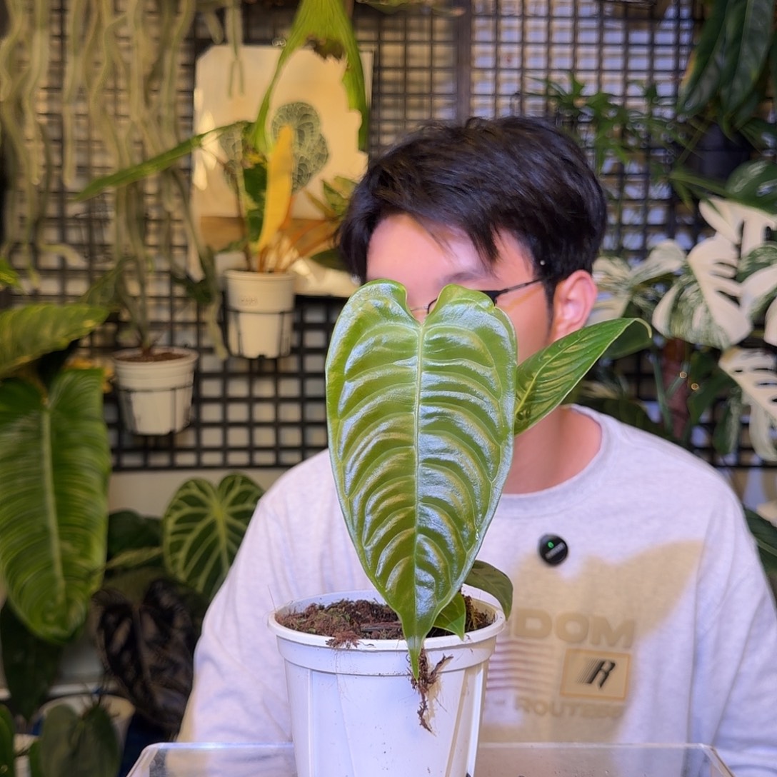 完全开放F50  火鹤王