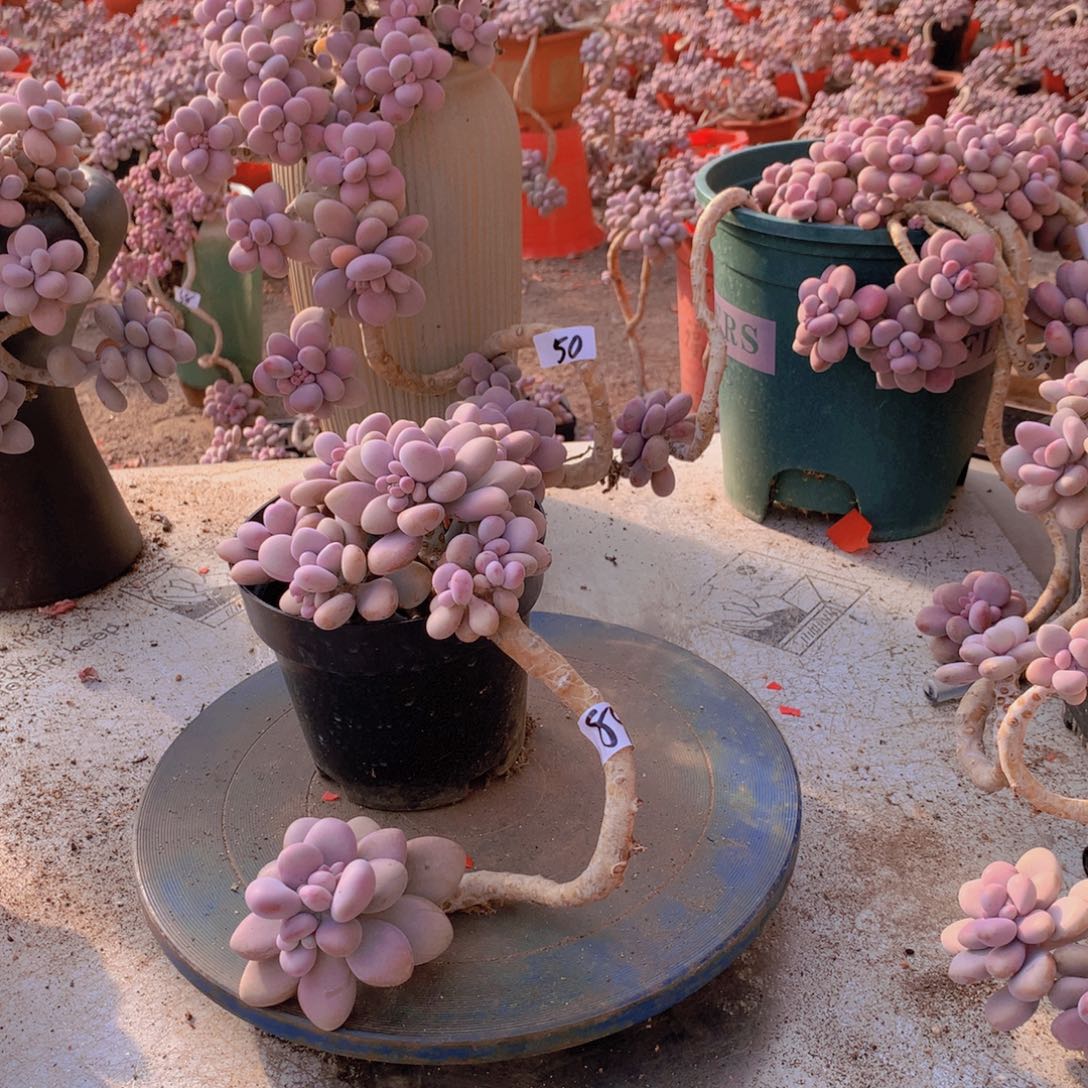 89一物一拍桃蛋老桩