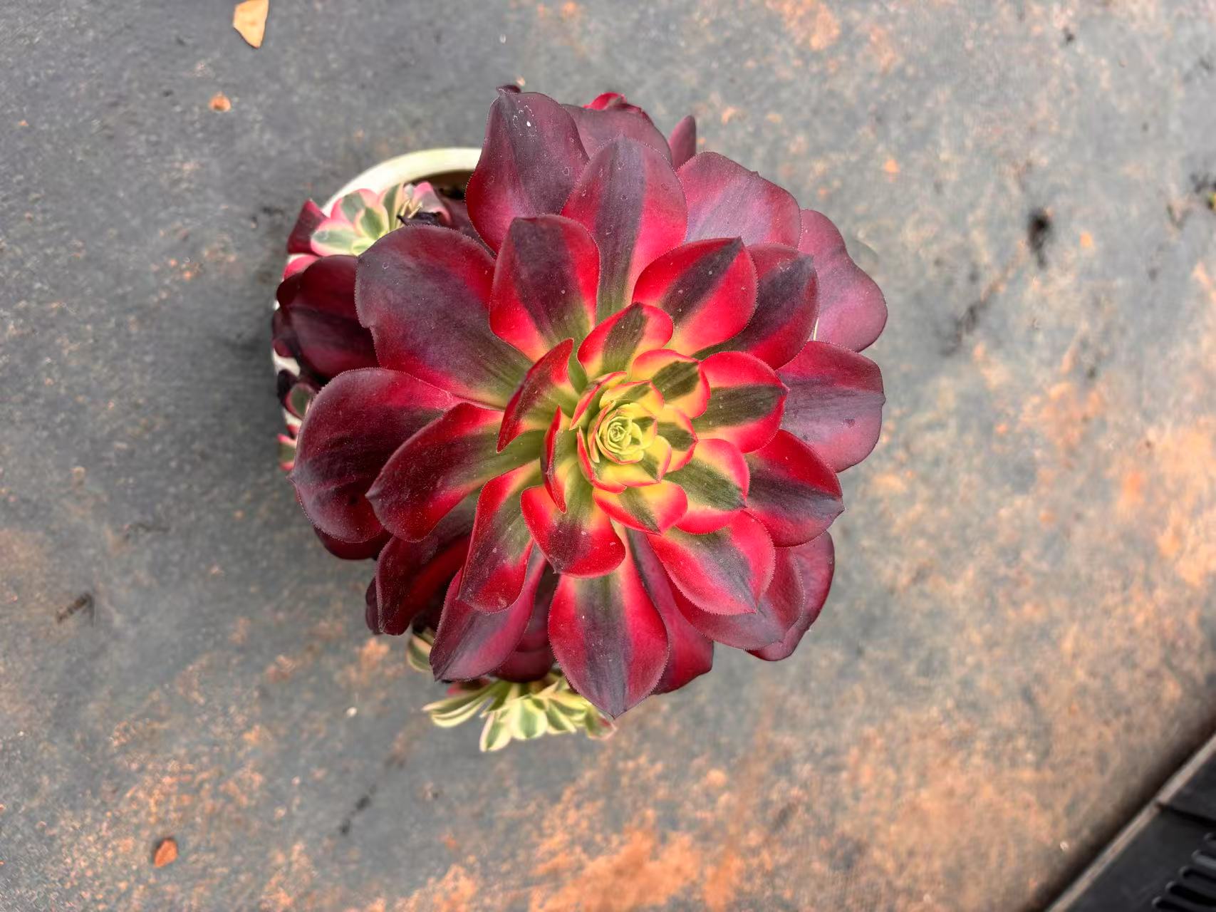 法师 老桩多肉植物老桩群生精控小叶室内外养殖脱土裸根18邮发货