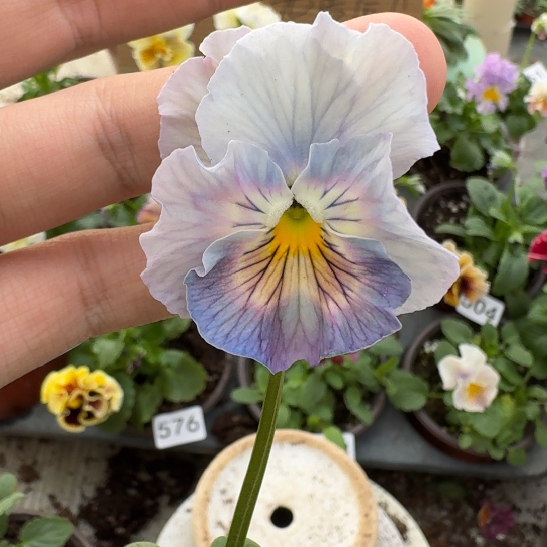 大部分花苞少量开放578