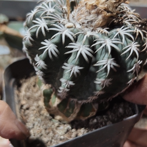 927仙人球嫁接的是一