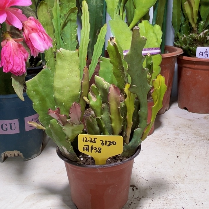 当前无花栽培后可以开花用****88颗