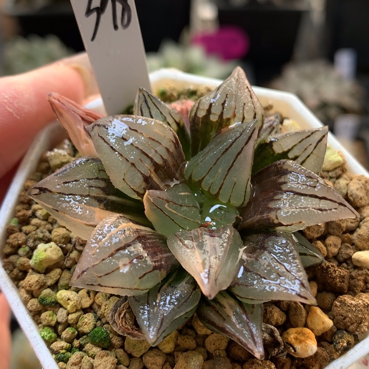 西瓜寿锦带盆土发货