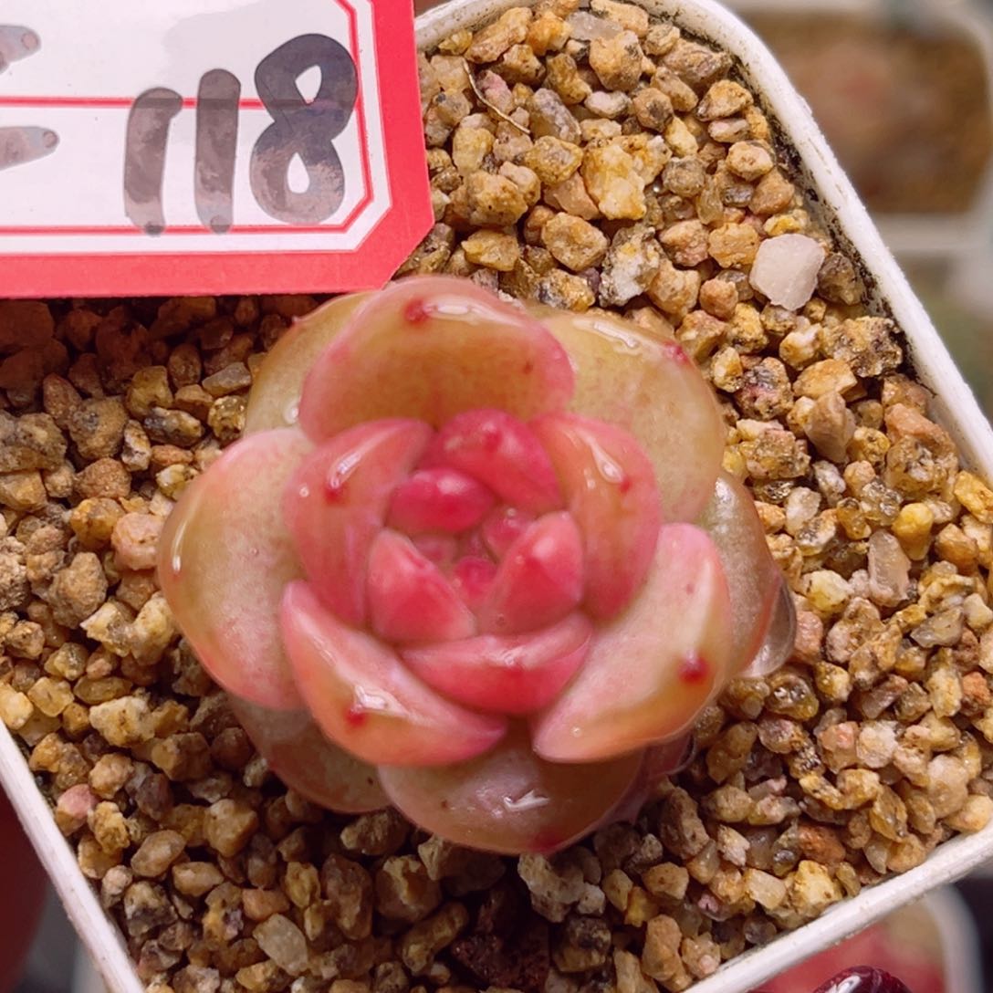 F118一物一拍 O泡