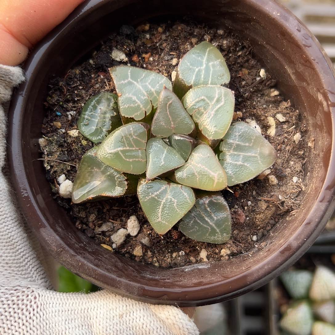 duo mo mo mo mo mo mo mo ma