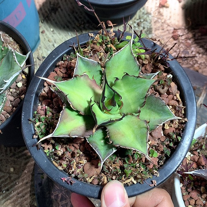 黑帝斯龙舌兰 裸根发货