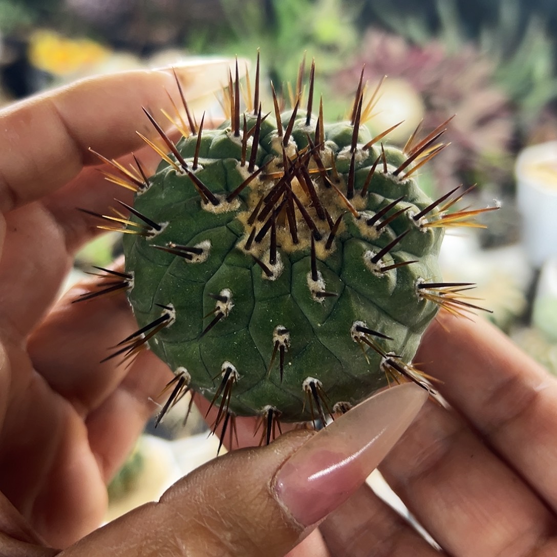 金刺孤龙仙人球6666666