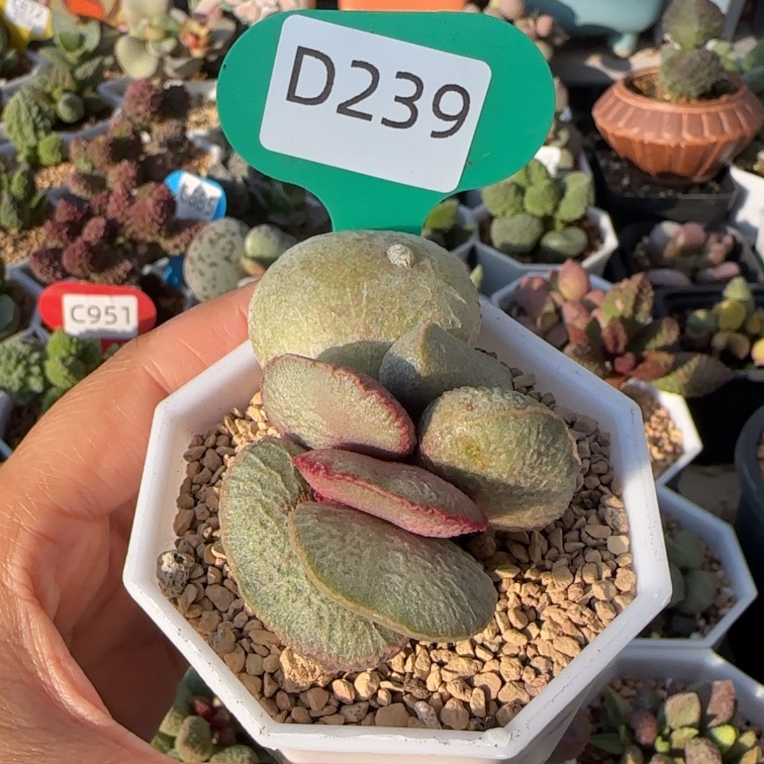 小***子239。      900号。    