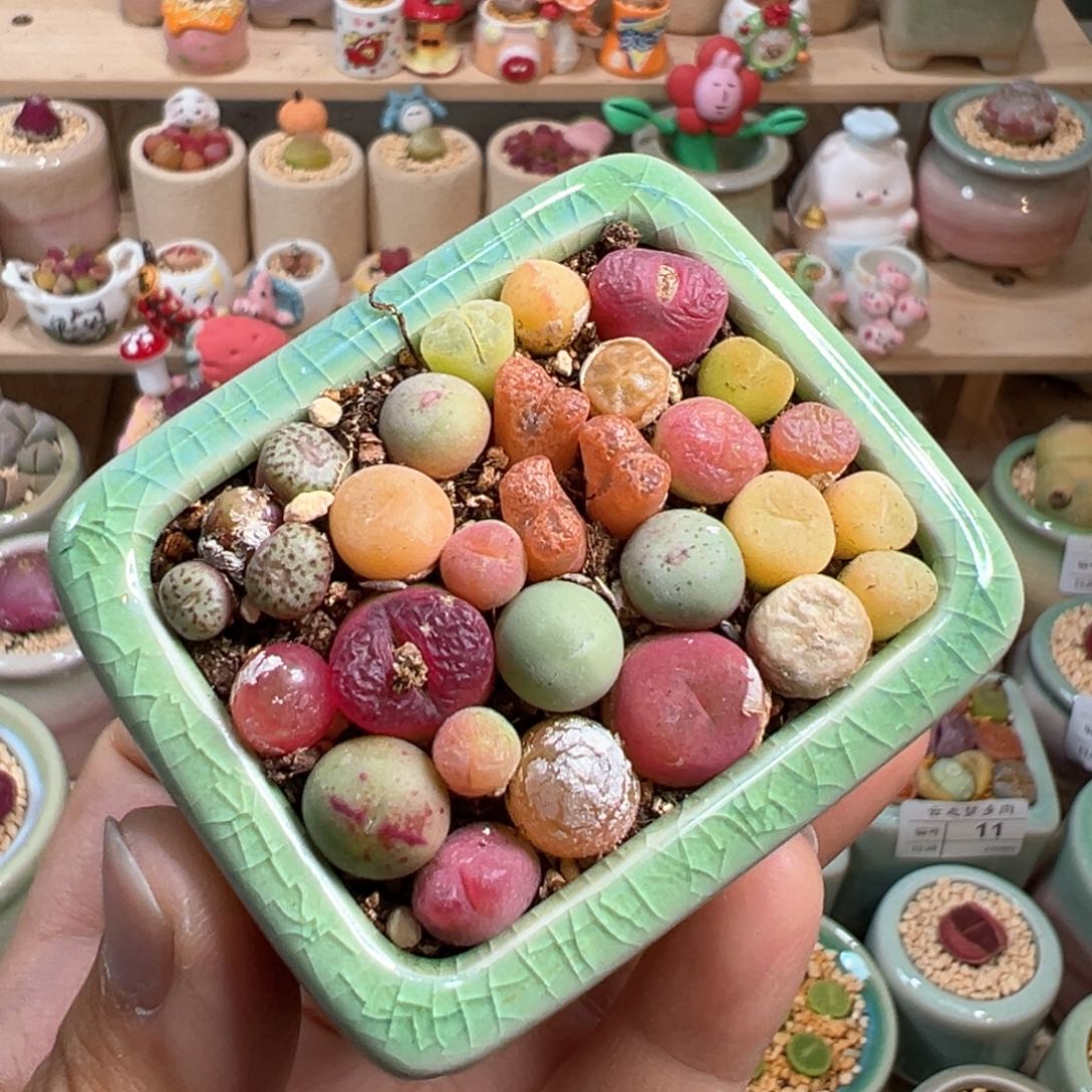 多肉植物38号肉锥混合