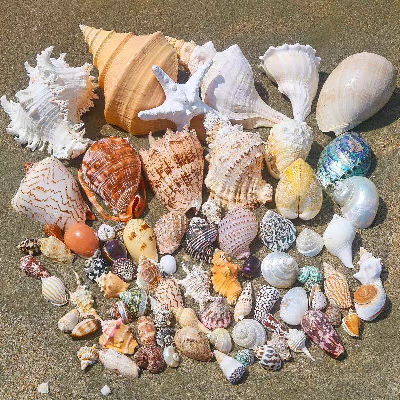 【改价链接】海螺贝壳寄居蟹替换壳鱼缸造景diy装饰品