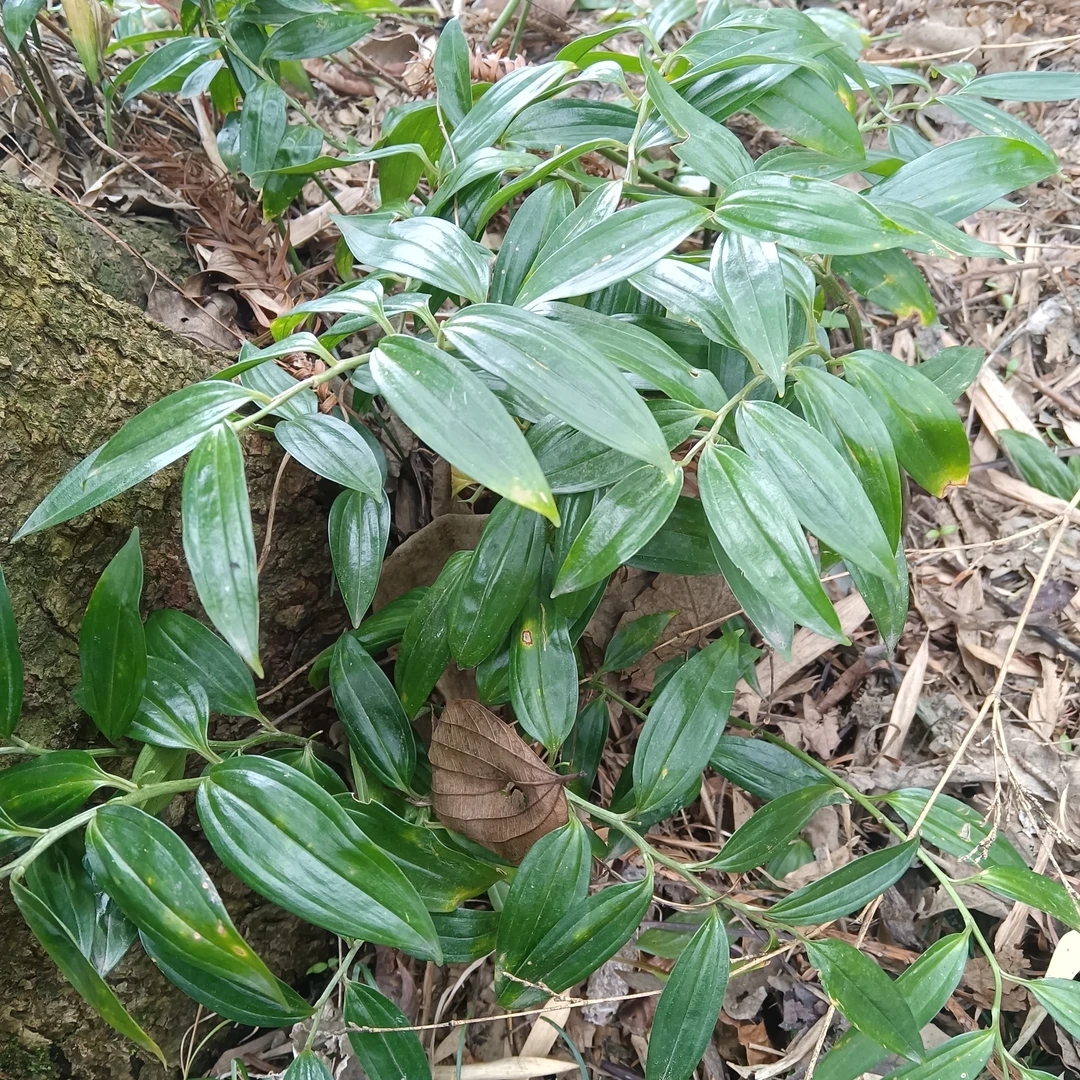 贵州安顺本地绿植