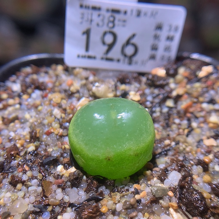 精品生石花38.196