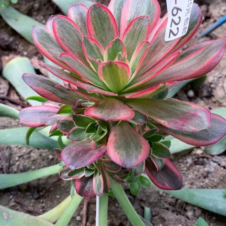 622美金玫瑰嫁接多肉12345678