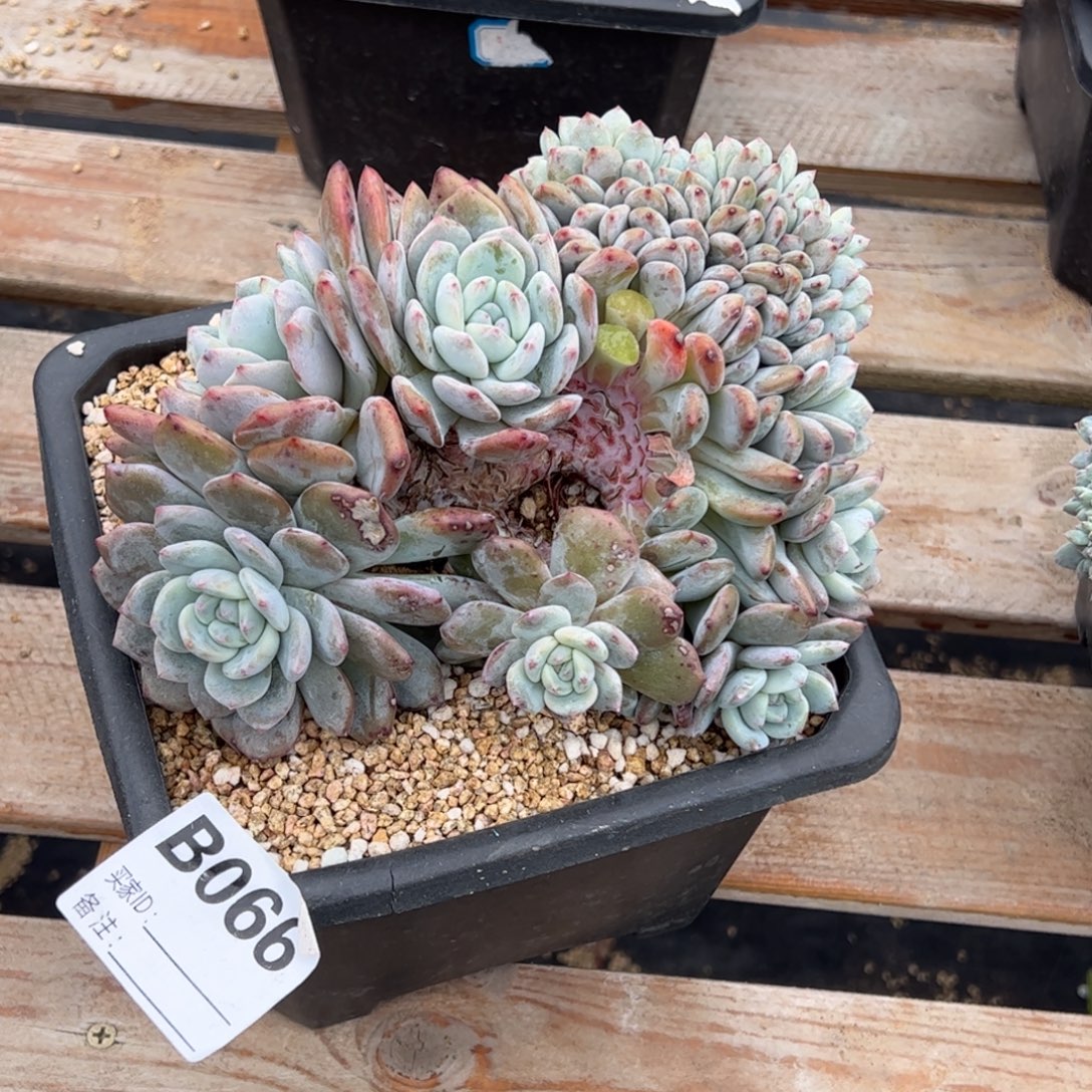 包***肉b066多肉多肉多肉多肉