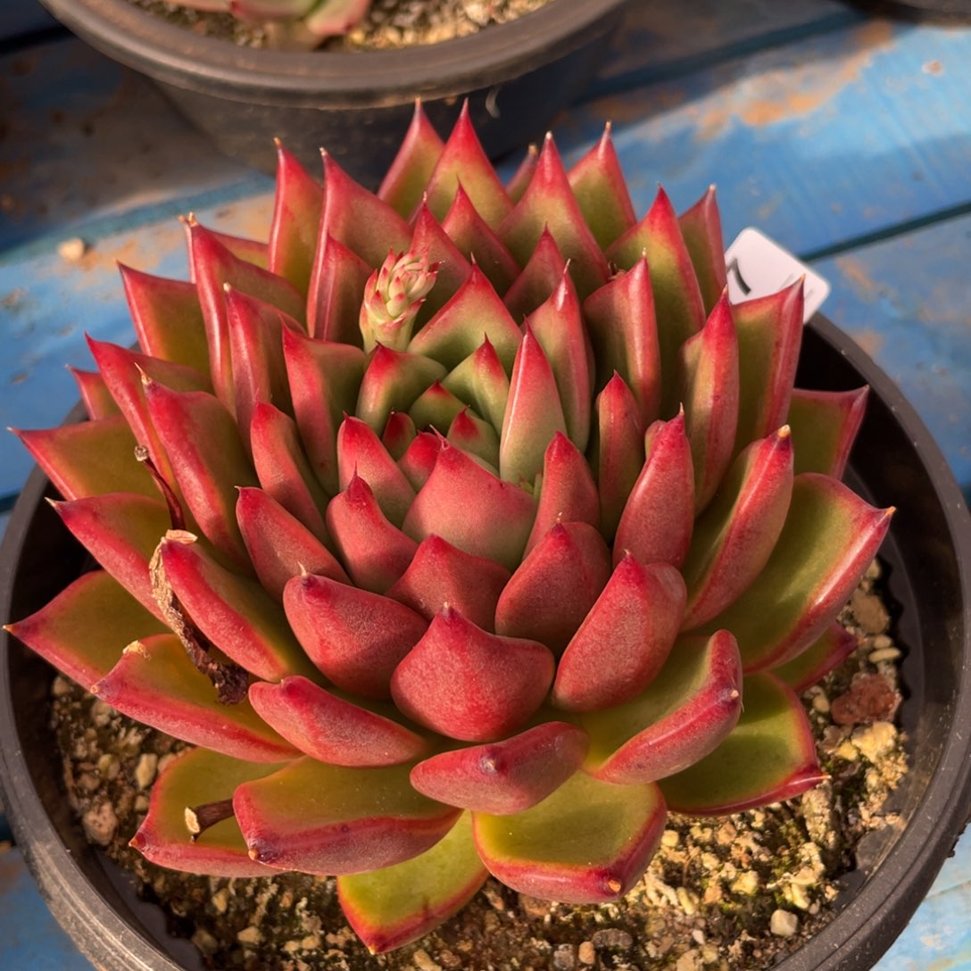 无花朵若如东云单拍E257