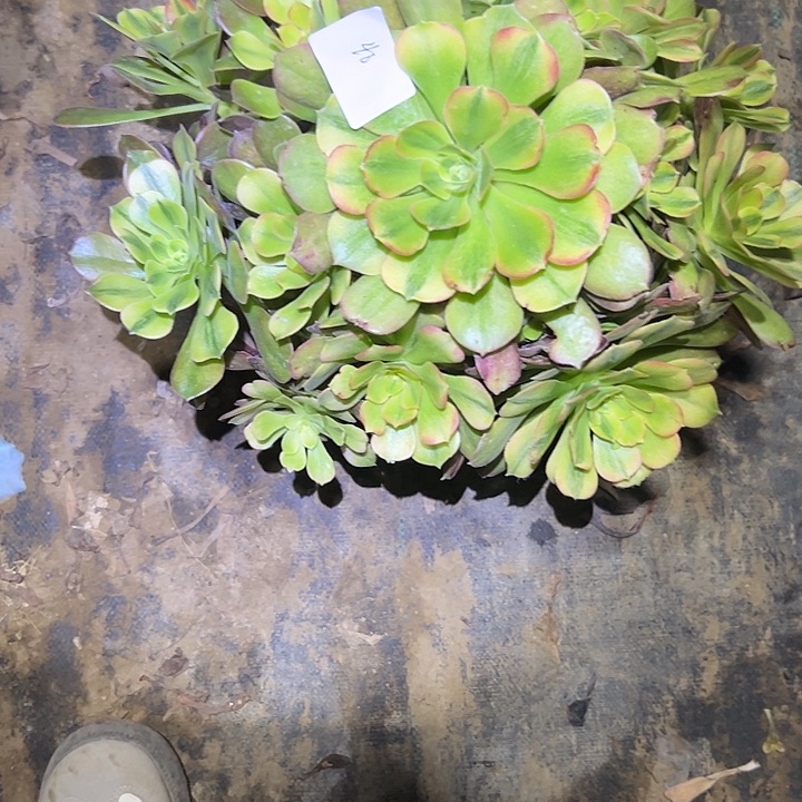 孙*碧多肉法师植物链接46