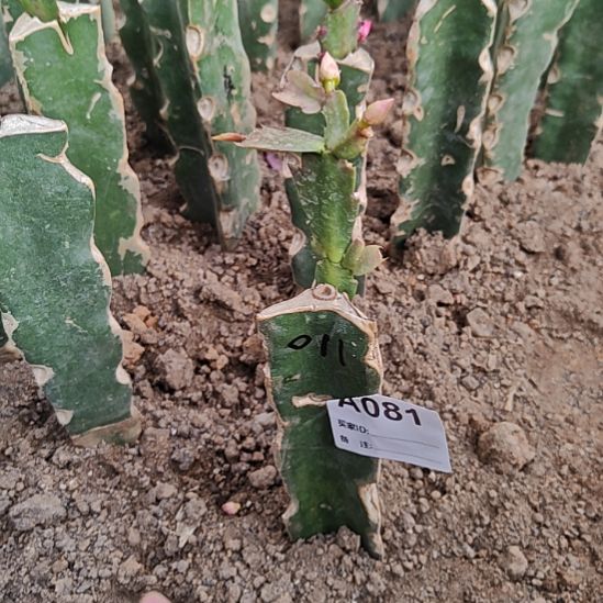 011黄重瓣零度之上包邮81