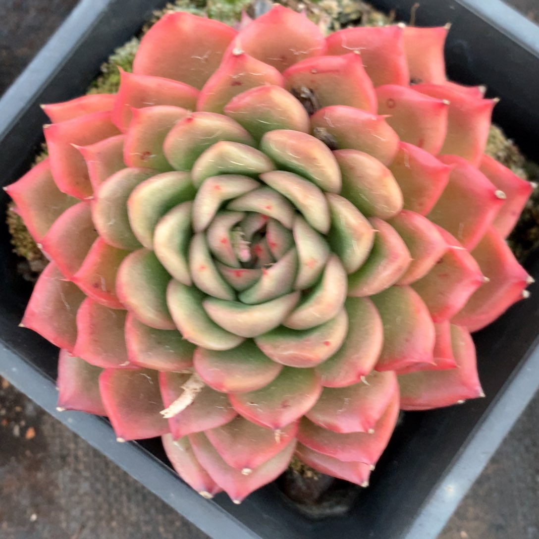 7019杂交多肉植物园