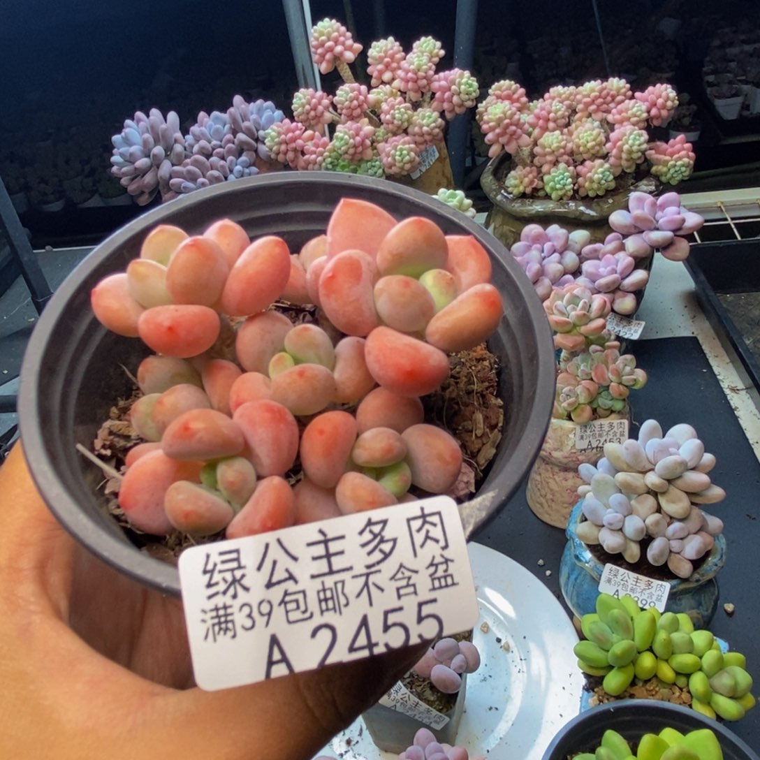 455橘子香水多肉7c m