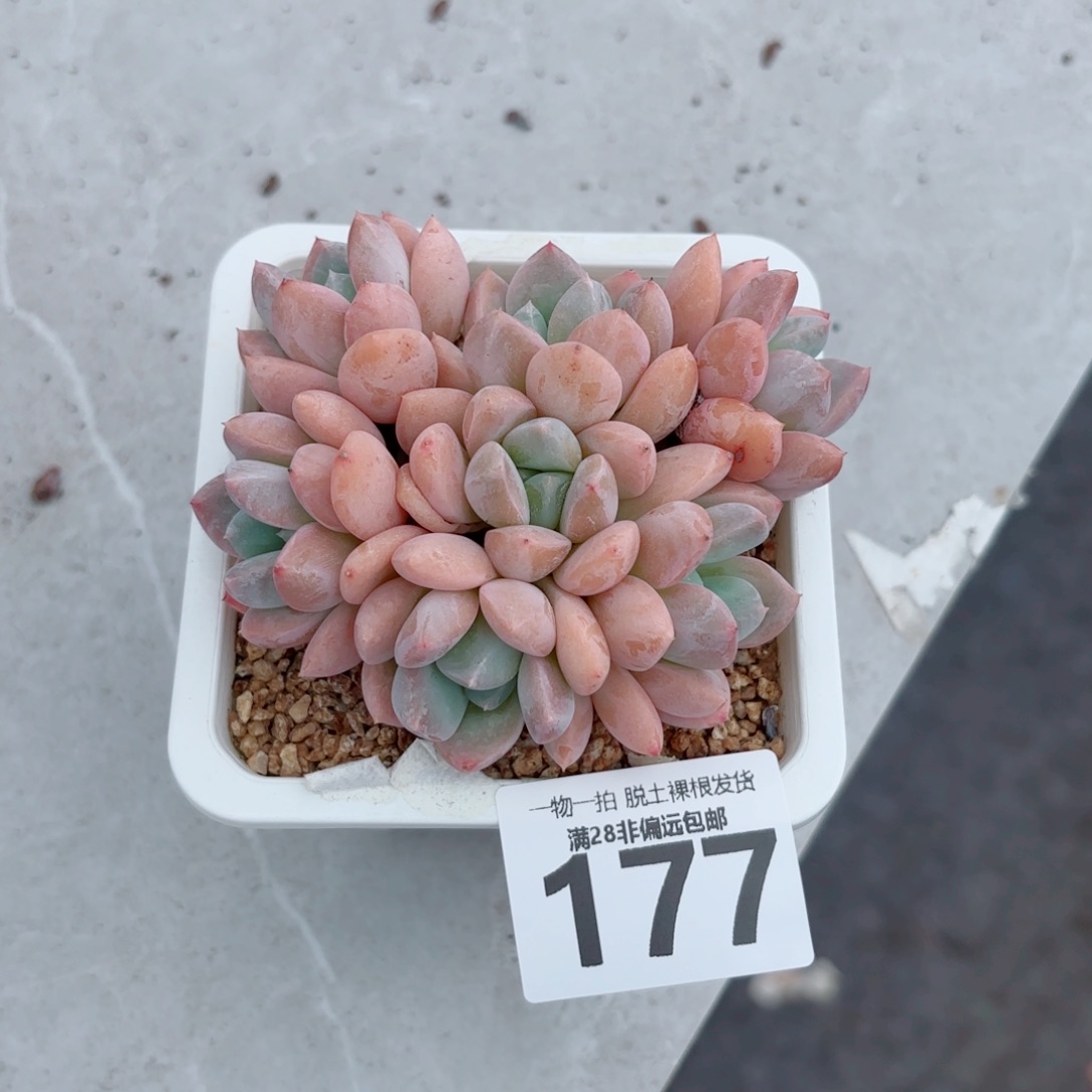 芙丽朵老桩多肉多肉