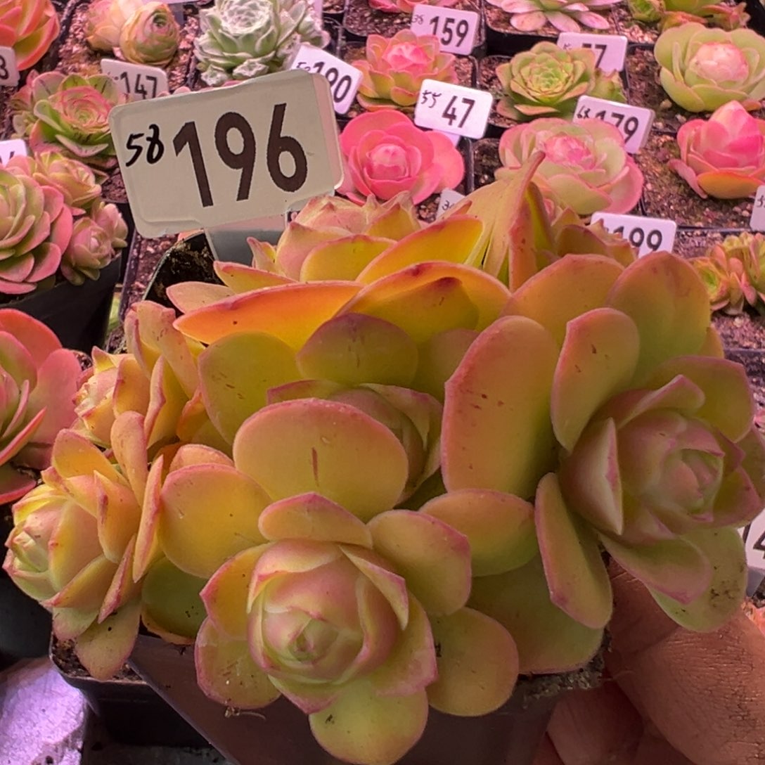 樱桃196山地玫瑰多肉